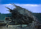 Großer Wald 2, Öl auf Leinwand, 200 x 145 cm, 2009