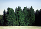 Großer Wald 3, Öl auf Leinwand, 200 x 145 cm, 2010