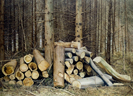 Großer Wald 9, Öl auf Leinwand, 200 x 145 cm, 2011