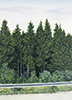 Kleiner Wald 10, Öl auf Leinwand, 50 x 70 cm, 2011