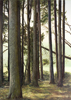 Kleiner Wald 5, Öl auf Leinwand, 50 x 70 cm, 2011